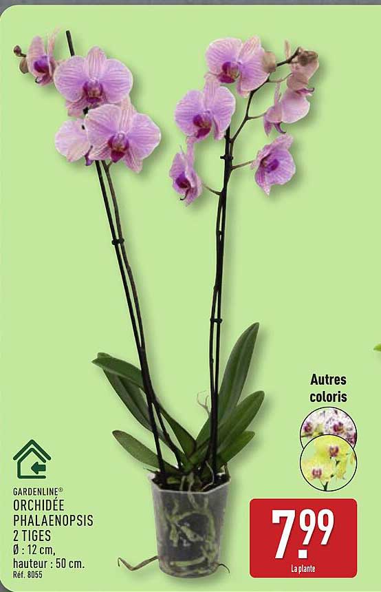 GARDENLINE® ORCHIDÉE PHALAENOPSIS 2 TIGES