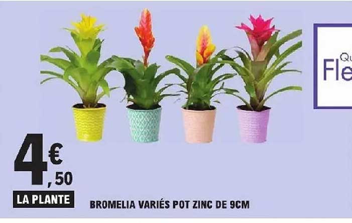 LA PLANTE BROMELIA VARIÉS POT ZINC DE 9CM