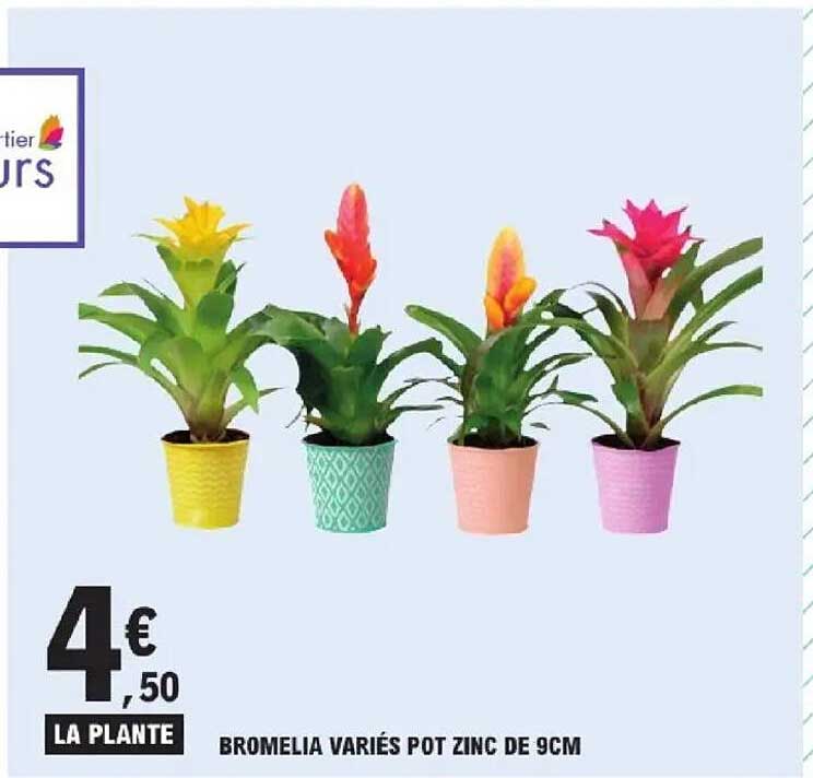 LA PLANTE BROMELIA VARIÉS POT ZINC DE 9CM