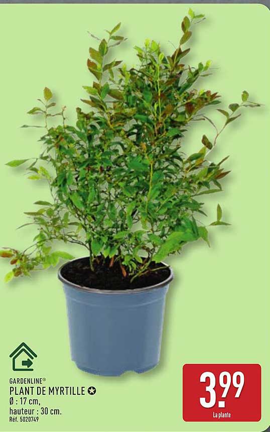 PLANT DE MYRTILLE