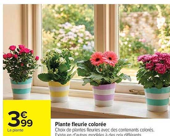 Plante fleurie colorée