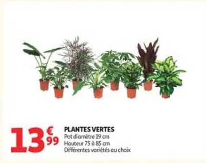 PLANTES VERTES