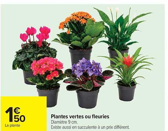 Plantes vertes ou fleuries