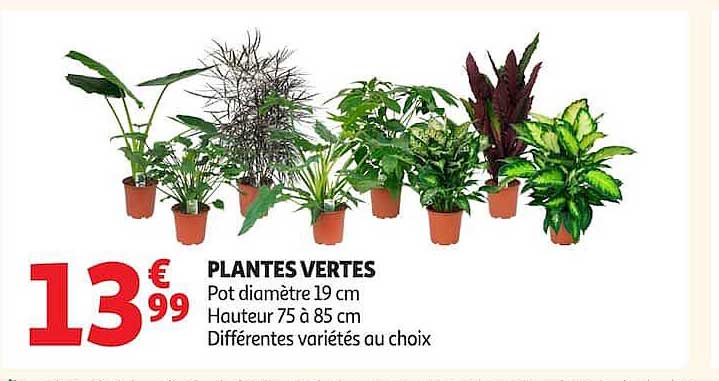 PLANTES VERTES