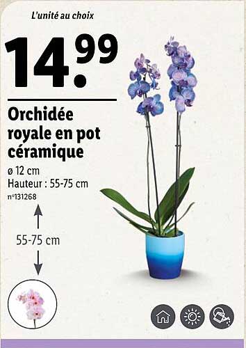 Orchidée royale en pot céramique