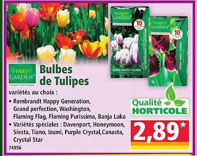 Bulbes de Tulipes