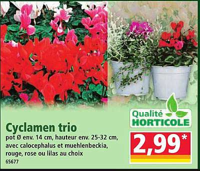 Cyclamen trio