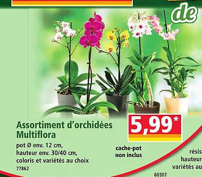 Assortiment d’orchidées Multiflora