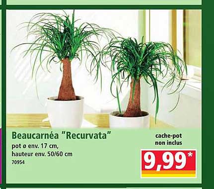 Beaucaréa “Recurvata”