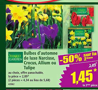Bulbes d’automne de luxe Narscisse, Crocus, Allium ou Tulipe