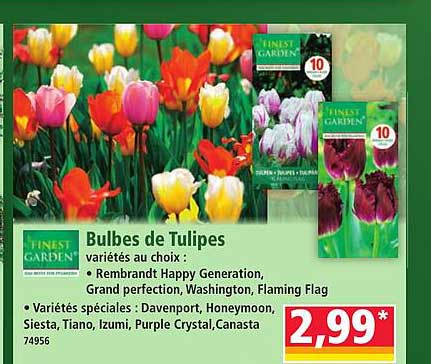 Bulbes de Tulipes