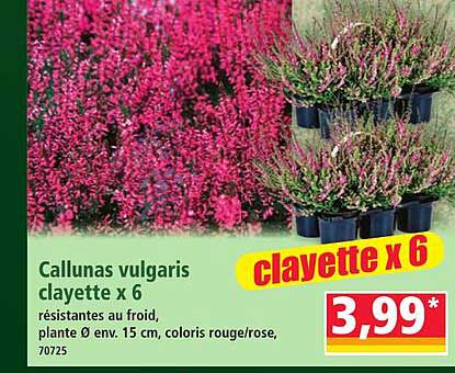Callunas vulgaris clayette x 6