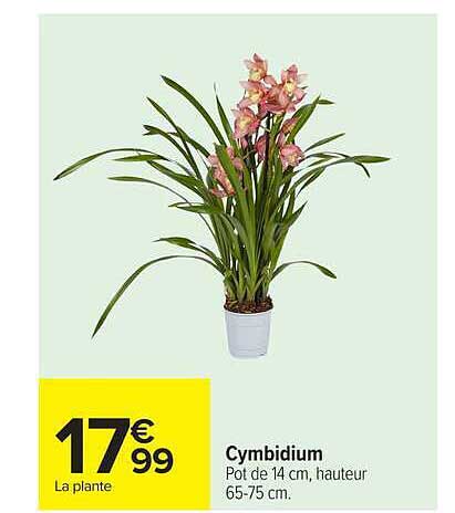Cymbidium