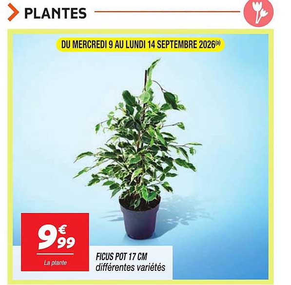 FICUS POT 17 CM différentes variétés