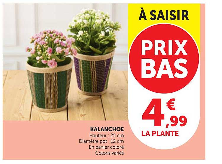 KALANCHOE