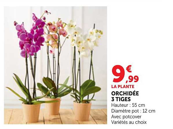 LA PLANTE ORCHIDÉE 3 TIGES