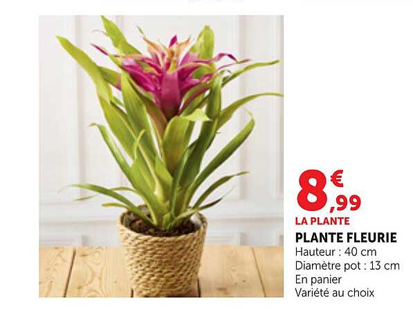 LA PLANTE PLANTE FLEURIE