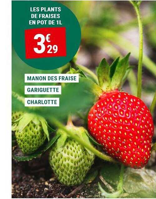 LES PLANTS DE FRAISES EN POT DE 1L