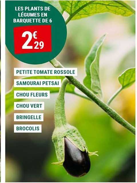 LES PLANTS DE LÉGUMES EN BARQUETTE DE 6