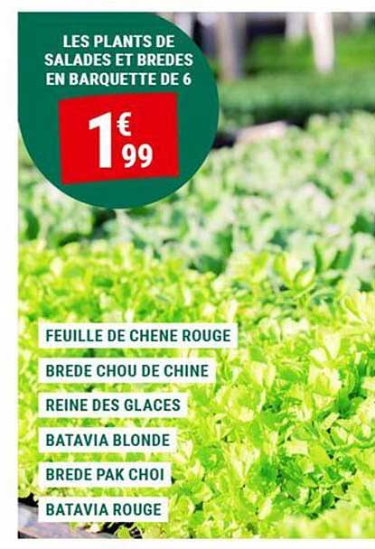 LES PLANTS DE SALADES ET BREDES EN BARQUETTE DE 6