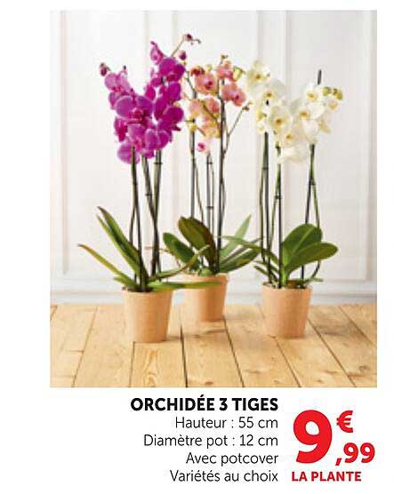 ORCHIDÉE 3 TIGES