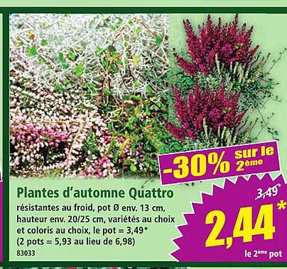 Plantes d’automne Quattro
