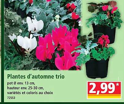 Plantes d’automne trio