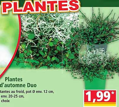 PLANTES
