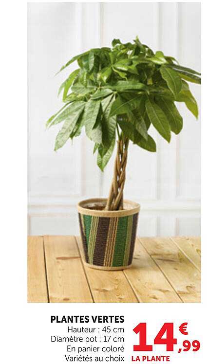 PLANTES VERTES