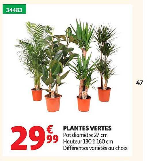 PLANTES VERTES