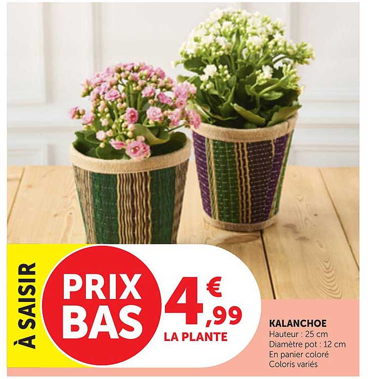 PRIX BAS 4€ 99 LA PLANTE