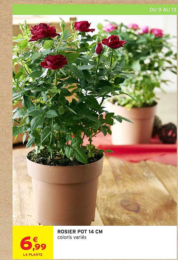 ROSIER POT 14 CM
