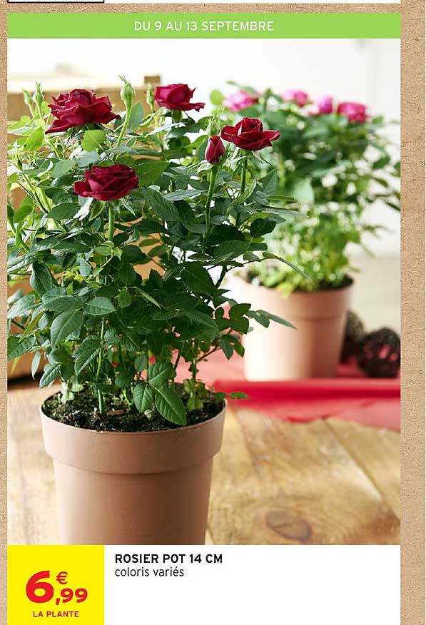 ROSIER POT 14 CM