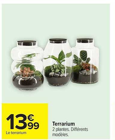 Terrarium