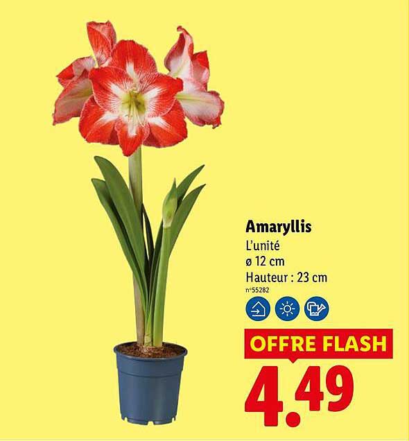 Amaryllis
