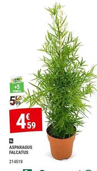ASPARAGUS FALCATUS