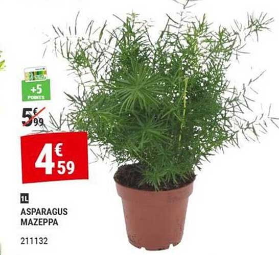 ASPARAGUS MAZEPPA