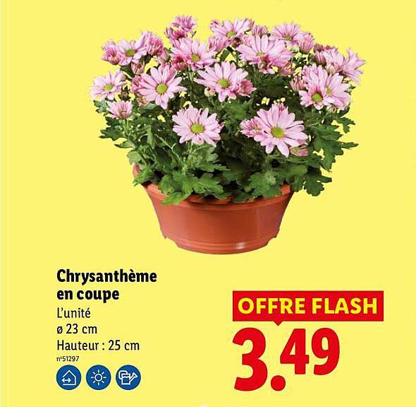 Chrysanthème en coupe