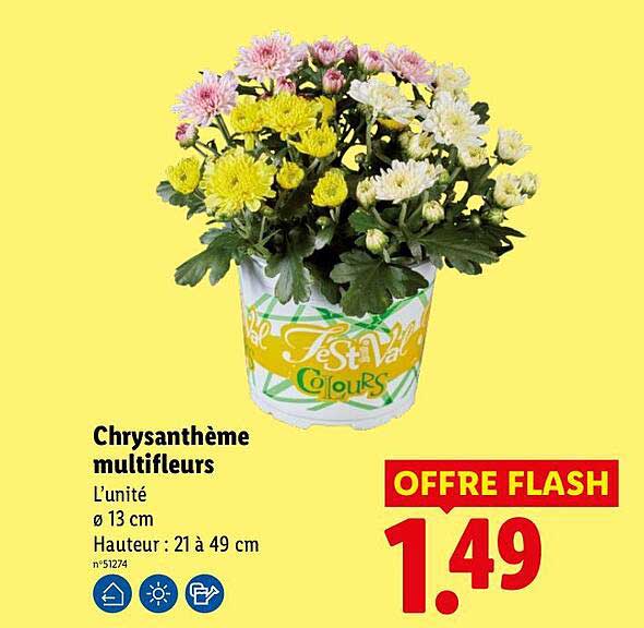 Chrysanthème multifleurs