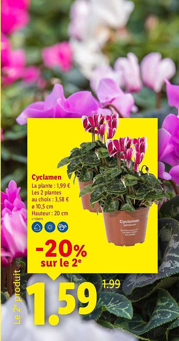 Cyclamen