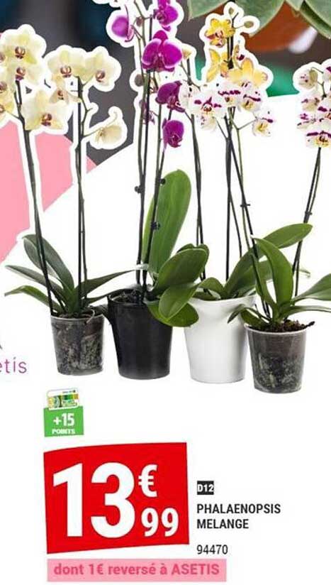 D12 PHALAENOPSIS MELANGE