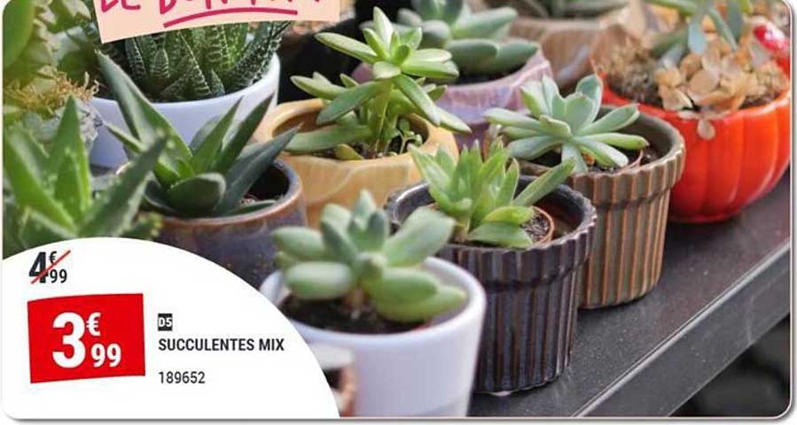D5 SUCCULENTES MIX 189652