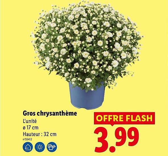 Gros chrysanthème