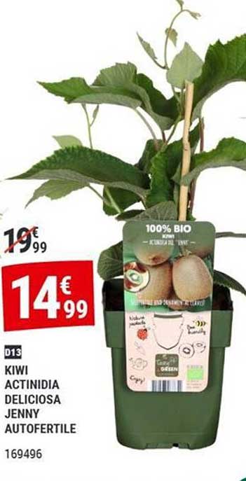 KIWI ACTINIDIA DELICIOSA JENNY AUTOFERTILE