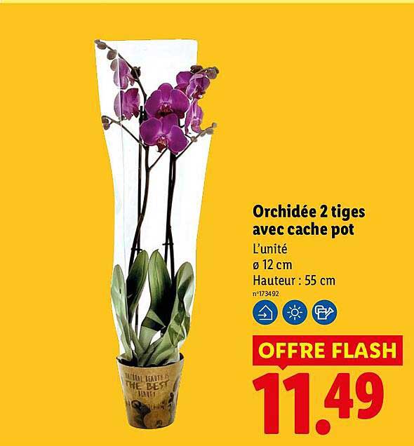 Orchidée 2 tiges avec cache pot