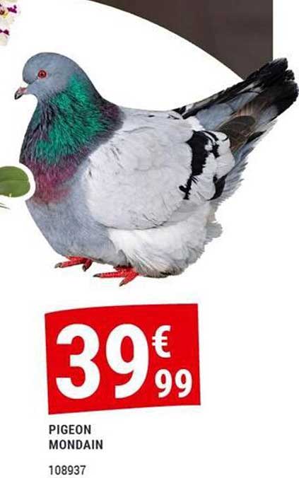 PIGEON MONDAIN