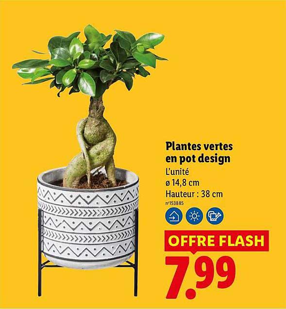 Plantes vertes en pot design