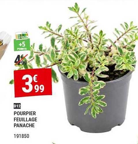 POURPIER FEUILLAGE PANACHE