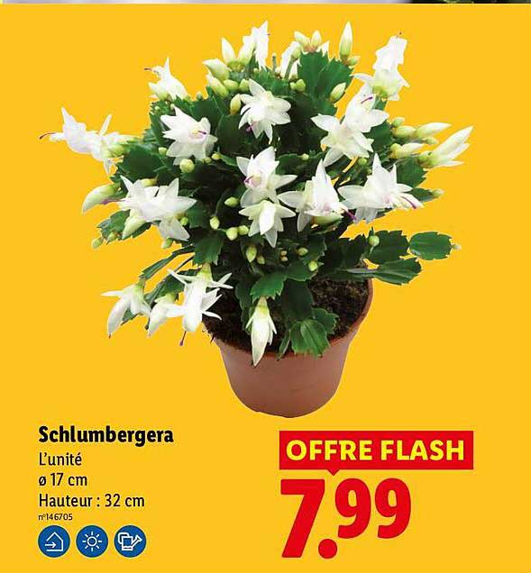 Schlumbergera