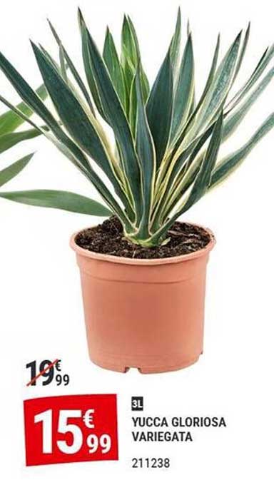 YUCCA GLORIOSA VARIEGATA